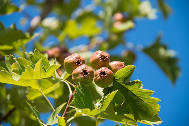 ツノベリー  - hawthorn berry fruit common fruit ストックフォトと画像