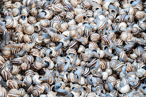 istock Snails heap, Fez, Morocco, Africa, 2013 513250678