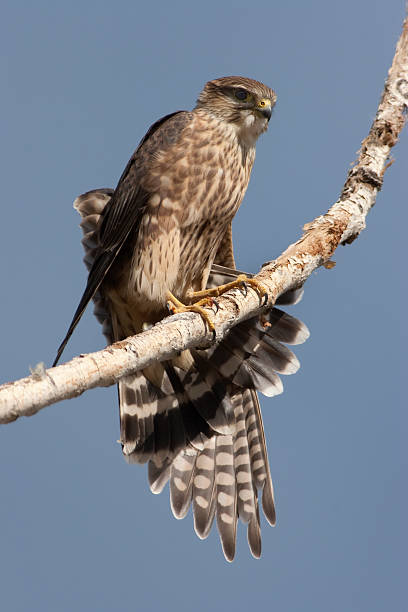 Merlin falcon stretches wing on perch Littleton Colorado Perched on a cottonwood tree branch along the South Platte River in Littleton, Colorado, a Merlin stretches his wings and tail feathers.  falco columbarius stock pictures, royalty-free photos & images