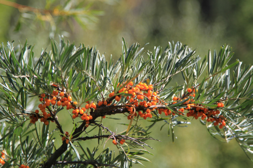 branch with berries of sea buckthorn growing in the mountains