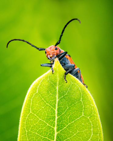 Milkweed Beetle Perched on a Leaf