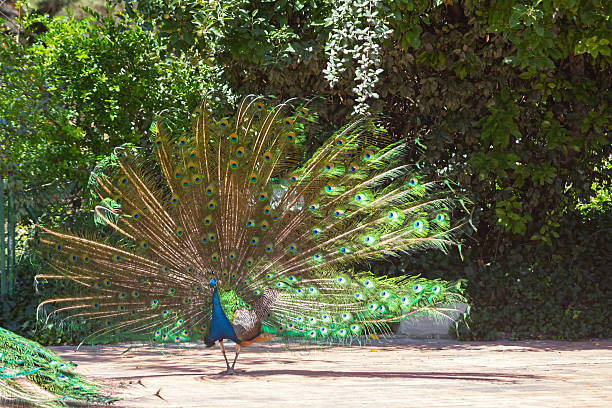 istock peacock with colorful tail fanned 513251753