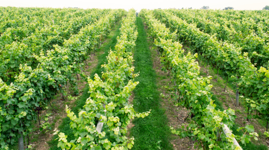 Rows of vines (Pinot Noir and Seyval blanc) at an English vineyard a week before harvest. Grapes to go into Sparkling wine (pinot) and still whites (seyval).