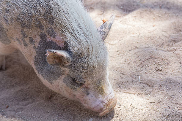 istock little pig on a farm 513251801