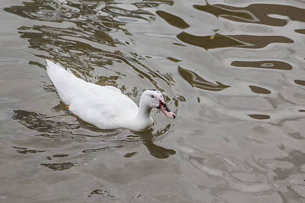 istock White Duck In The Water 513251827