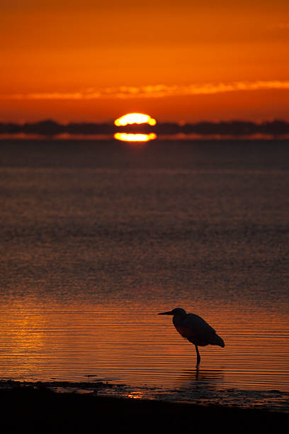 istock Heron silhouette and sunrise over Everglades National Park 513251946