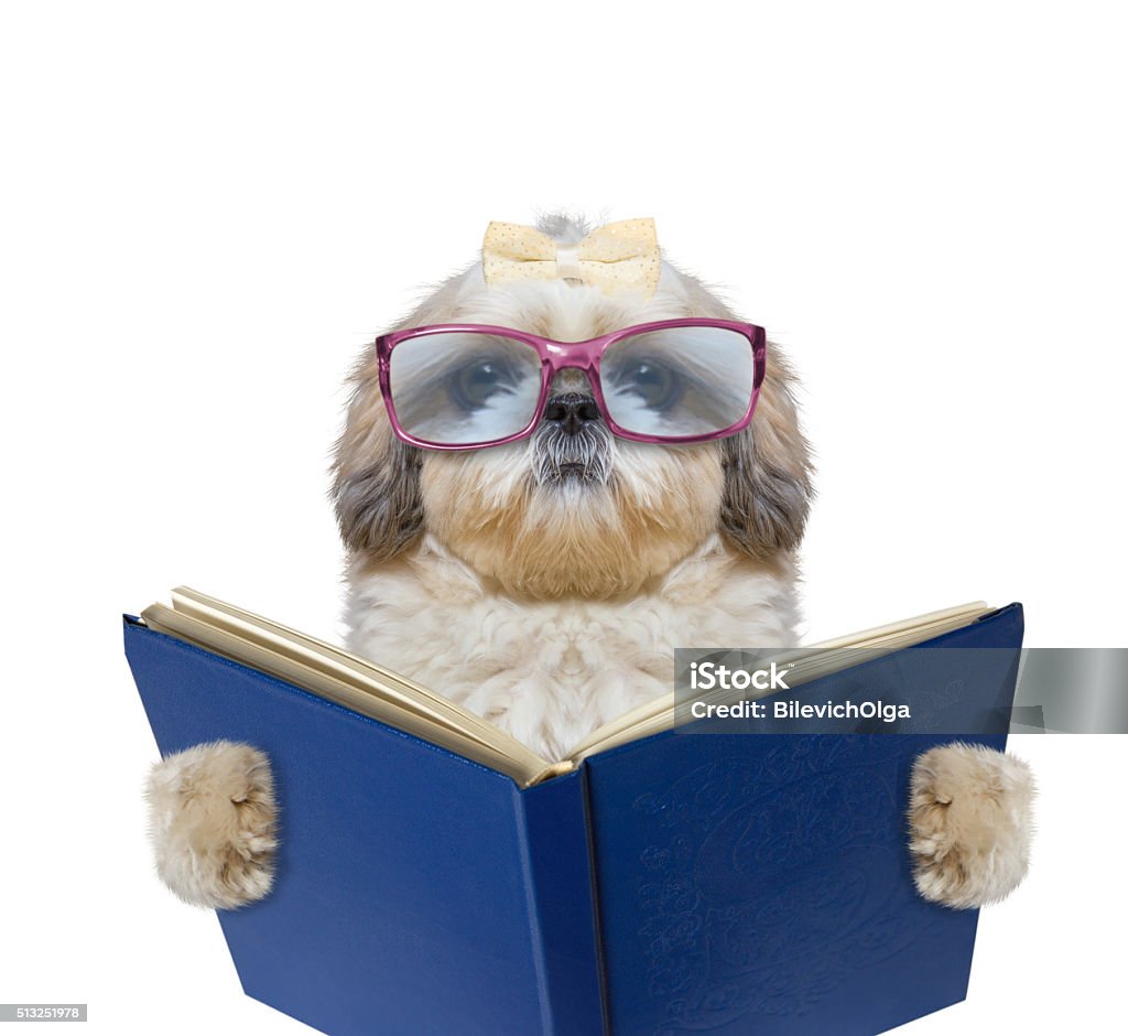 Chú Chó Với Cặp Kính Lớn Hài Hước Đang Đọc Một Cuốn Sách Hình ảnh ...