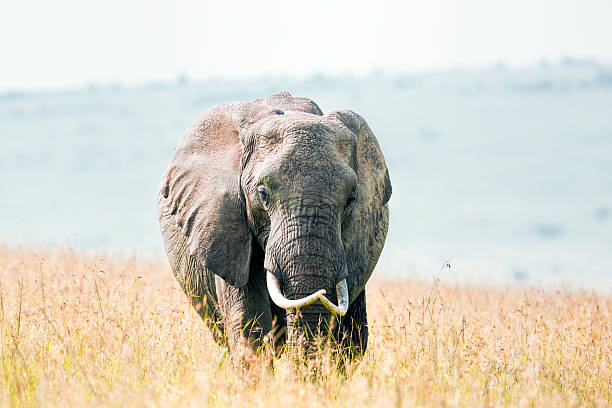 istock Angry African Elephant at Masai Mara 513252036