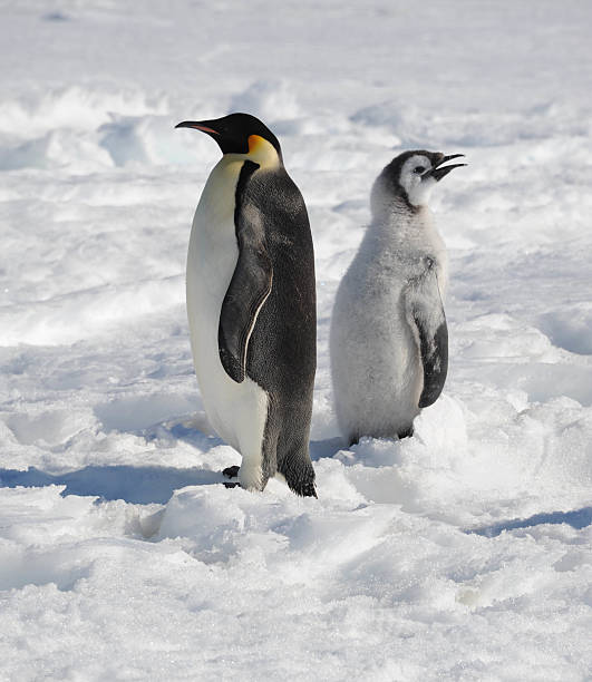 istock Emperor Penguin Family 513252348