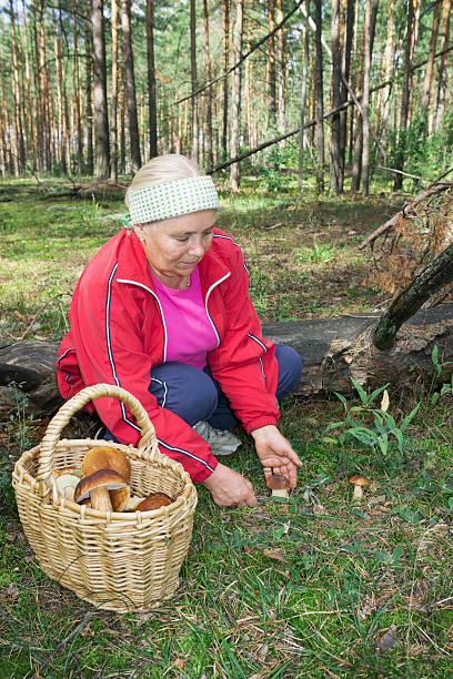 istock Woman collect mushrooms in forest 513252603