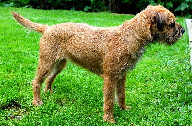 istock Red Grizzle Working Border Terrier female stood in field 513252605