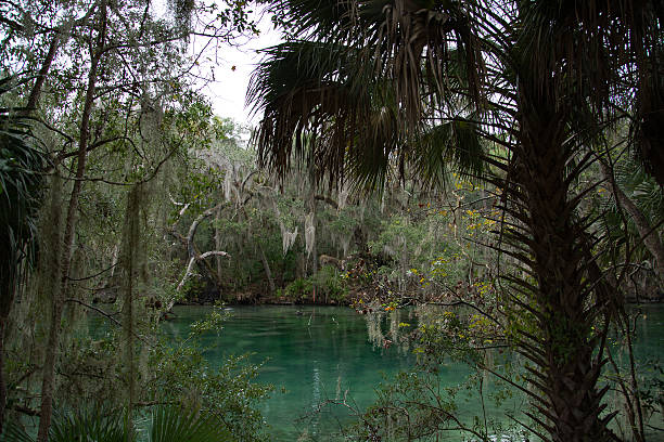 istock West Indian Manatee, Blue Spring, Florida, USA 513252810