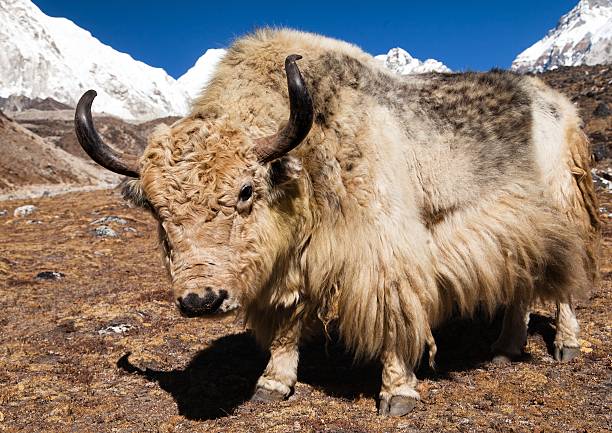 istock Yak on the way to Everest base camp 513252958