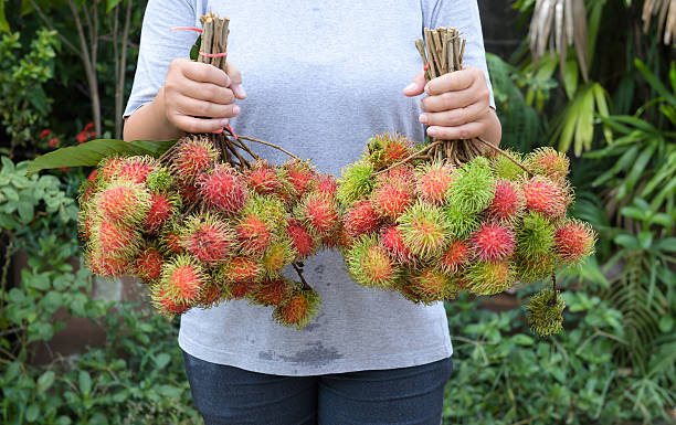 istock asian gardener with fresh fruit (rambutan fruit of Thailand) 513253525
