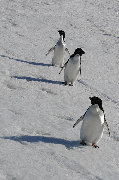 istock Adelie Penguins in a row 513253542