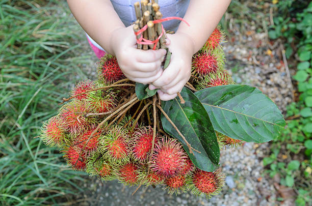 istock asian young girl hold fresh fruit (rambutan) 513253761