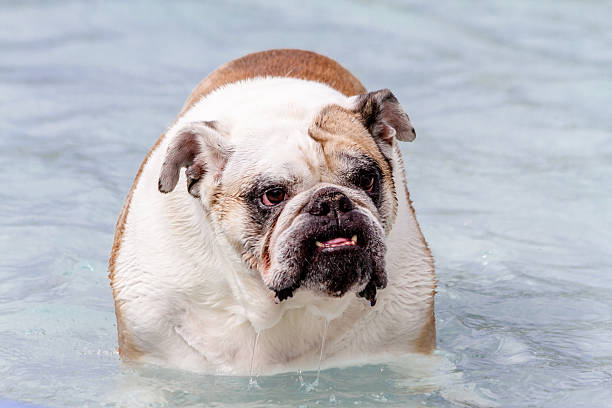 istock Dogs Swimming in Public Pool 513253771