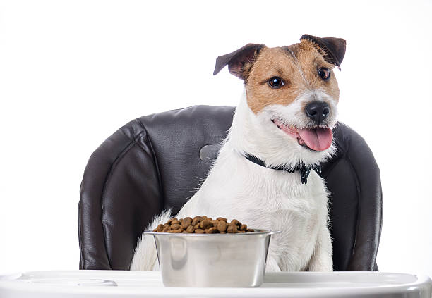 istock Cute pet and food in bowl 513253778