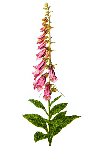 Digitalis purpurea (foxglove, common foxglove, purple foxglove or lady's glove)