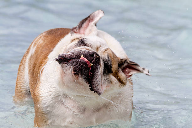 istock Dogs Swimming in Public Pool 513253825
