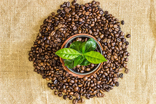 jeune pousse d'arbre dans une tasse de café avec les grains de café - coffee plant photos et images de collection