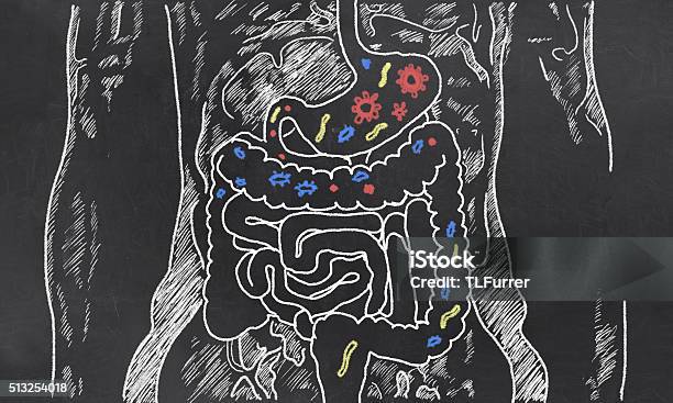 Los Intestinos Boceto Con Coraje Bacterias Foto de stock y más banco de imágenes de Intestino - Intestino, Probiótico, Abdomen
