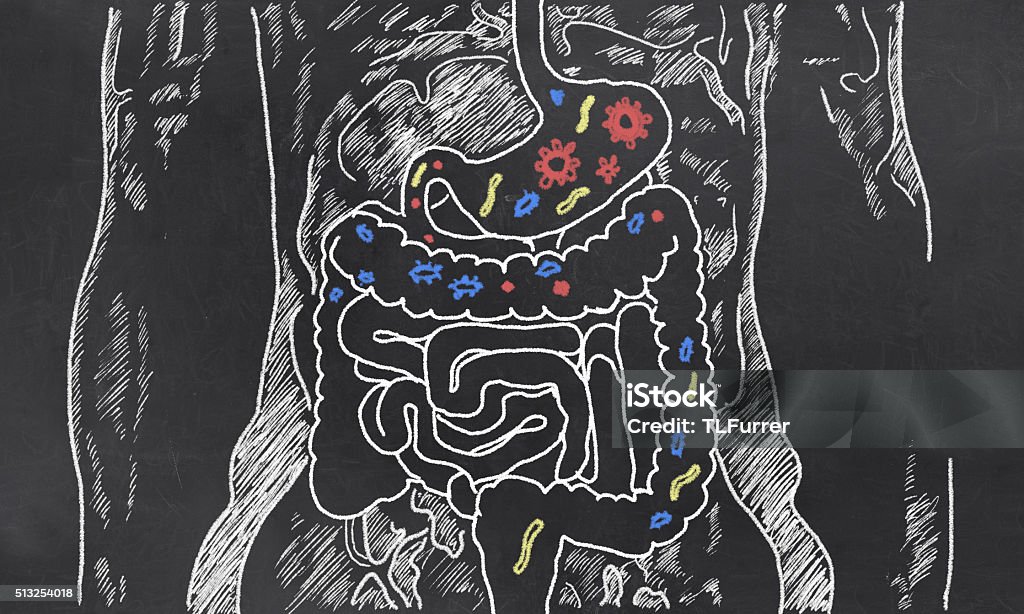 Intestines Sketch with Guts Bacteria Intestines with Gut Bacteria on Blackboard Intestine Stock Photo