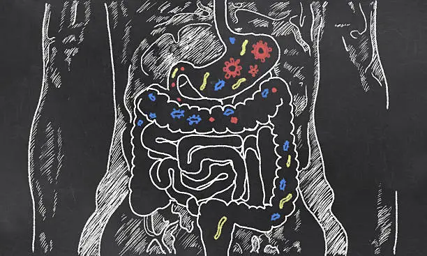 Photo of Intestines Sketch with Guts Bacteria
