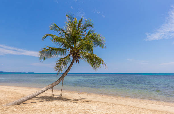 Coconut palm tree stock photo