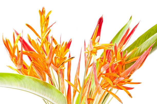 istock Orange tropical Flowers 513254495