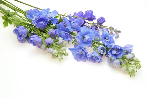 Pictured bouquet of delphinium in a white background.