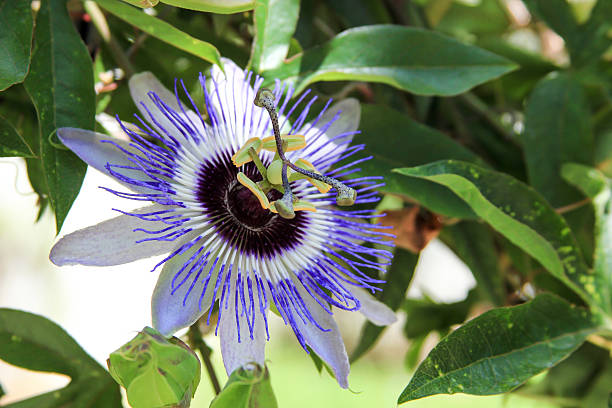 istock Passion Flower Close Up Part 2 of 2 513254783