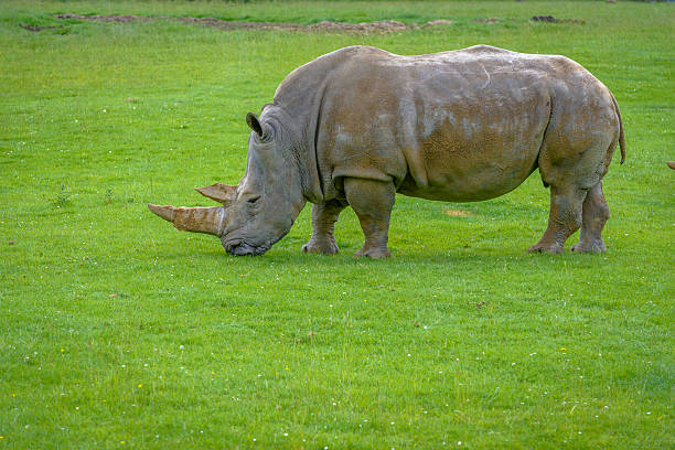 istock Two-horned Rhinoceros 513255061
