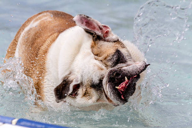 istock Dogs Swimming in Public Pool 513255449