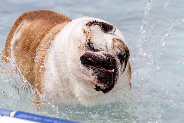 istock Dogs Swimming in Public Pool 513255453