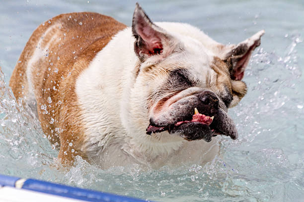 istock Dogs Swimming in Public Pool 513255455