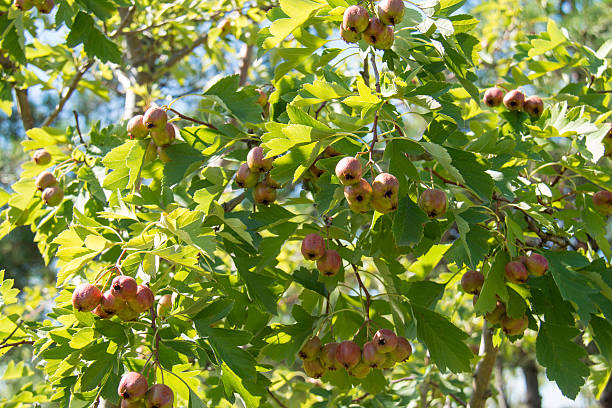ホーソーンベリー - hawthorn berry fruit common fruit ストックフォトと画像