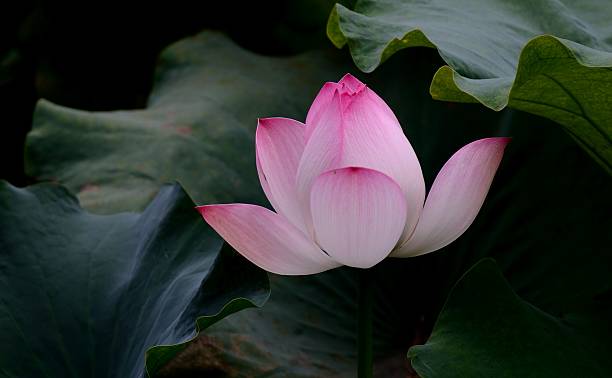 Blooming lotus stock photo
