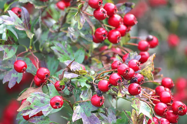 Photo showing clusters of bright red hawthorn berries growing in the wild in a mixed thorny hedge / hedgerow at the side of the road.  The berries are pictured in the late summer / early autumn, growing in the strong sunshine.  Of note, the Latin name for common English hawthorn is: crataegus mollis.  Hawthorn berries should not be eaten raw, although they can be used in jam making and wine fermentation recipes.