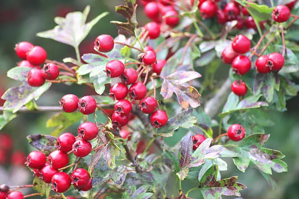 Photo showing clusters of bright red hawthorn berries growing in the wild in a mixed thorny hedge / hedgerow at the side of the road.  The berries are pictured in the late summer / early autumn, growing in the strong sunshine.  Of note, the Latin name for common English hawthorn is: crataegus mollis.  Hawthorn berries should not be eaten raw, although they can be used in jam making and wine fermentation recipes.