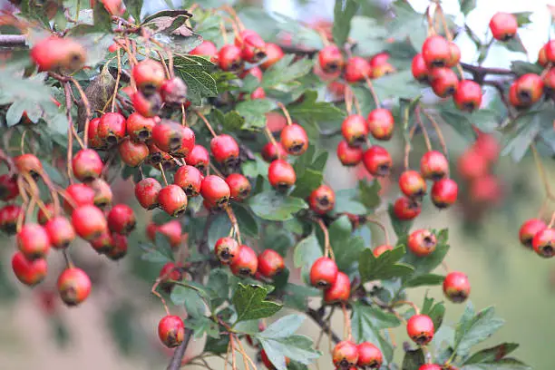 Photo showing clusters of bright red hawthorn berries growing in the wild in a mixed thorny hedge / hedgerow at the side of the road.  The berries are pictured in the late summer / early autumn, growing in the strong sunshine.  Of note, the Latin name for common English hawthorn is: crataegus mollis.  Hawthorn berries should not be eaten raw, although they can be used in jam making and wine fermentation recipes.
