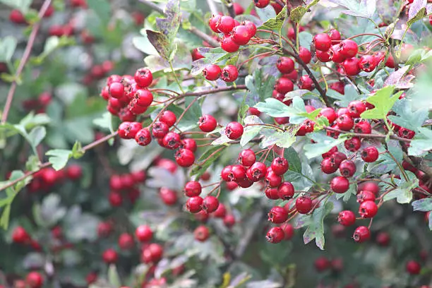 Photo showing clusters of bright red hawthorn berries growing in the wild in a mixed thorny hedge / hedgerow at the side of the road.  The berries are pictured in the late summer / early autumn, growing in the strong sunshine.  Of note, the Latin name for common English hawthorn is: crataegus mollis.  Hawthorn berries should not be eaten raw, although they can be used in jam making and wine fermentation recipes.