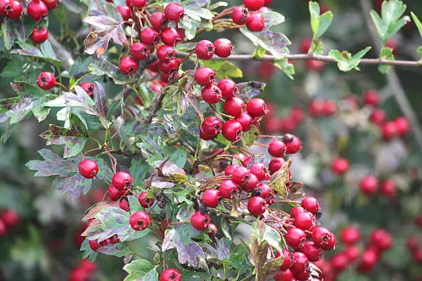 Photo showing clusters of bright red hawthorn berries growing in the wild in a mixed thorny hedge / hedgerow at the side of the road.  The berries are pictured in the late summer / early autumn, growing in the strong sunshine.  Of note, the Latin name for common English hawthorn is: crataegus mollis.  Hawthorn berries should not be eaten raw, although they can be used in jam making and wine fermentation recipes.