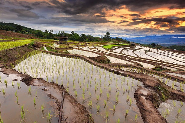 istock Terraced Paddy Field in Mae-Jam Village 513270821