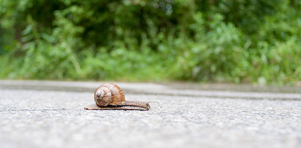 Snail stock photo