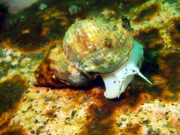 istock Gastropoda mollusc 513271187