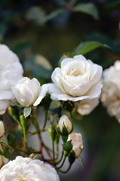 White rose on dark background