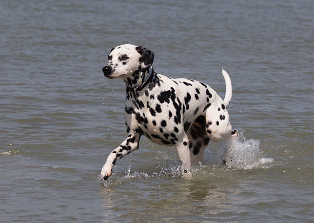 istock Dalmatian dog, walking in water 513271915