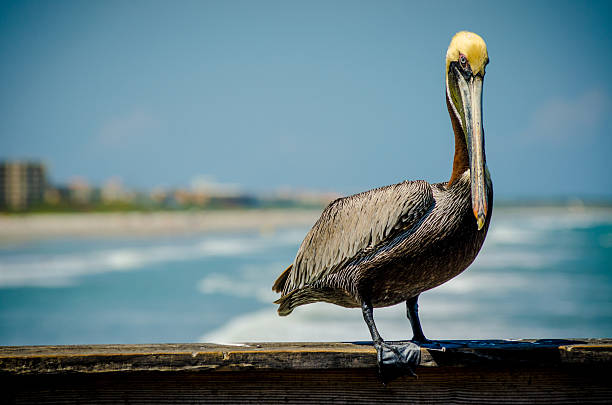 istock Pelican at the beach 513272533