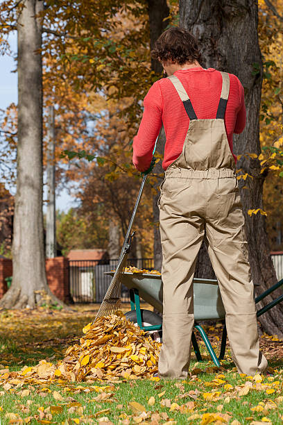istock Gardener raking up 513273431